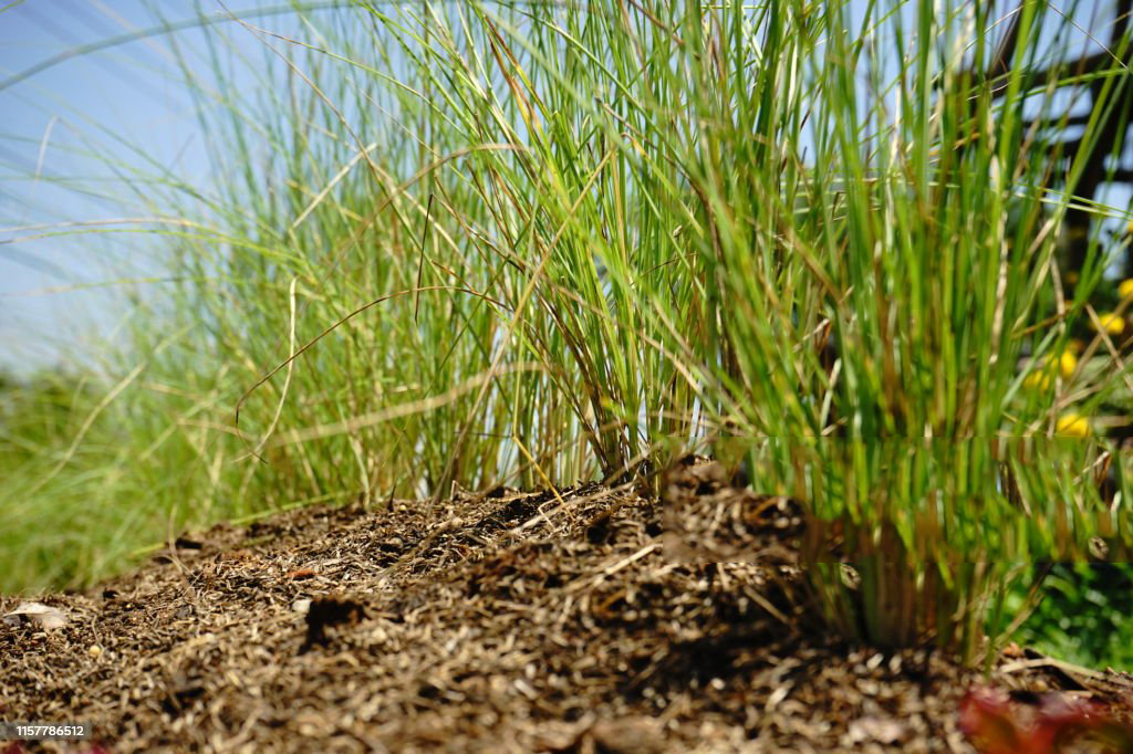 beneficios del vetiver