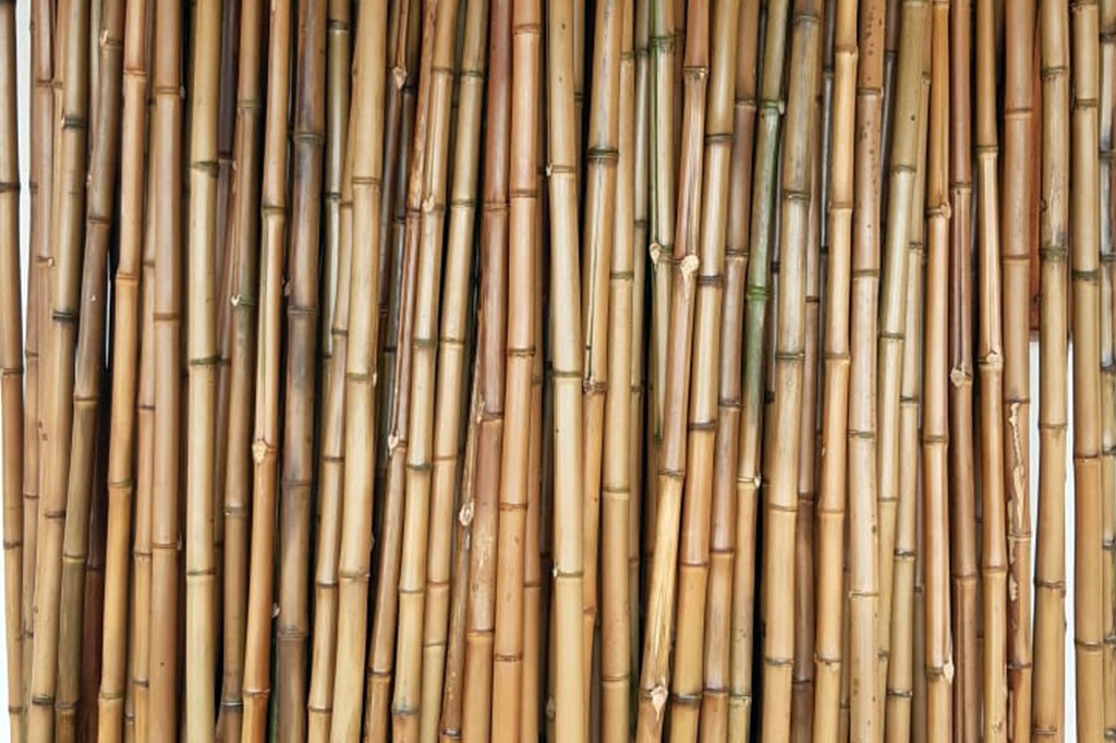 venta de bambú
