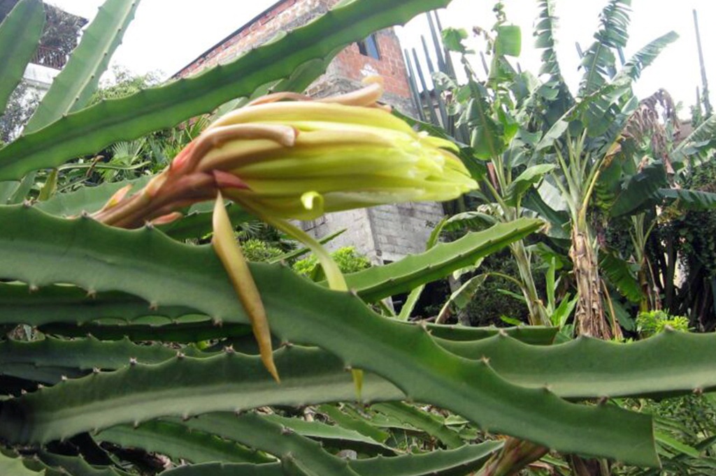 venta de esquejes de pitaya