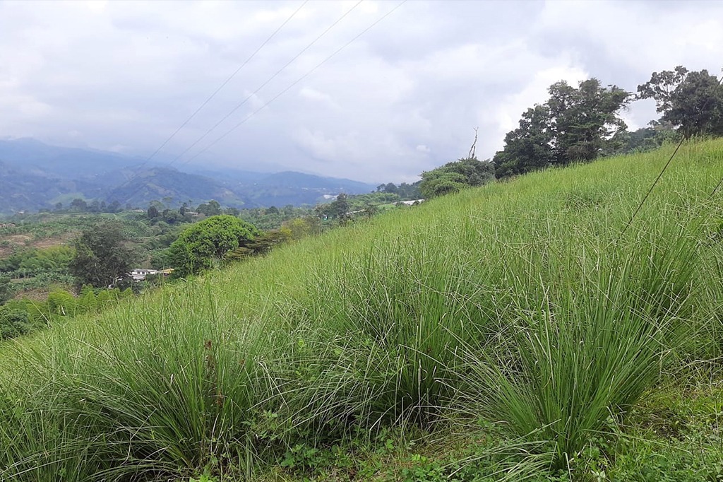 vetiver asesoría técnica